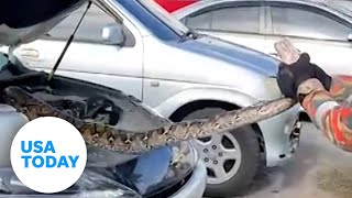 Driver in Malaysia finds huge python under the hood of his car | USA TODAY Profile