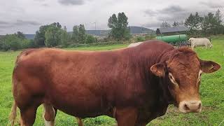 Paşa
