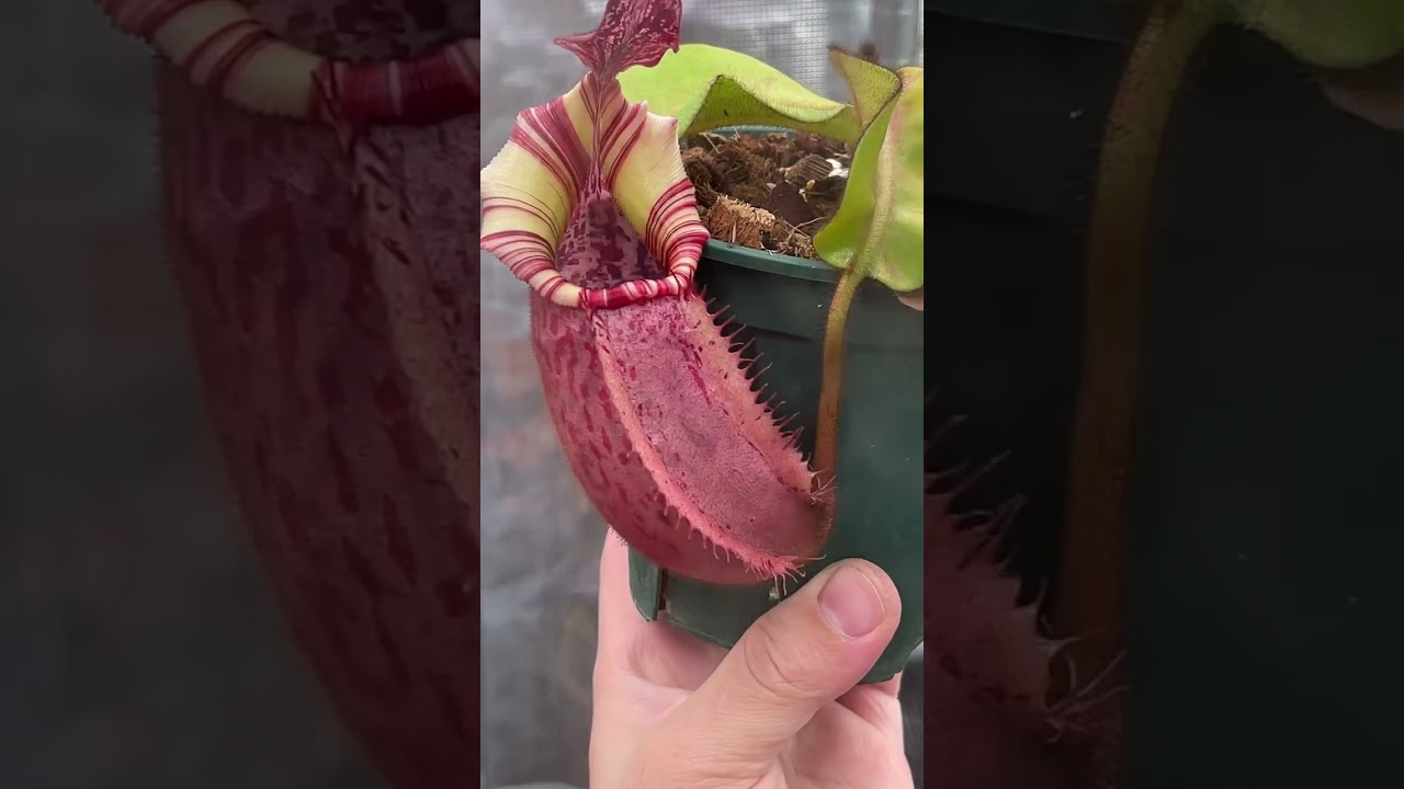 85 Nepenthes veitchii (