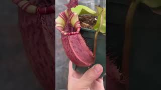 85 Nepenthes veitchii (
