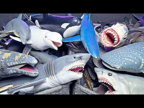 200 Sharks, Whales & Dolphins - Great White Shark, Whale Shark, Hammerhead Shark, Tiger Shark