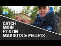 Catch more F1's on Maggots and Pellets