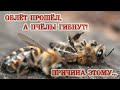 Облёт прошёл, а пчёлы гибнут! Причина этому... | The flyby is over, but the bees are dying!