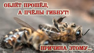 Облёт прошёл, а пчёлы гибнут! Причина этому... | The flyby is over, but the bees are dying!