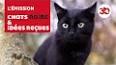 Les chats noirs : Mythes, croyances et réalité ile ilgili video