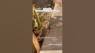 #سورة_الناس #قرآن #تحصين #رقية_شرعية #اكسبلور #البادجي #الأمريكي #طيور #quran #birds #budgies #usa