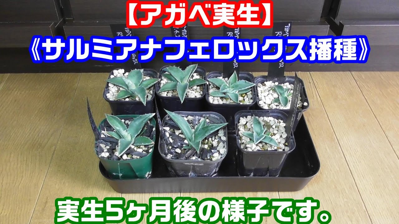 アガベ サルミアナフェロックス実生#6】《アガベの実生記録》播種から5
