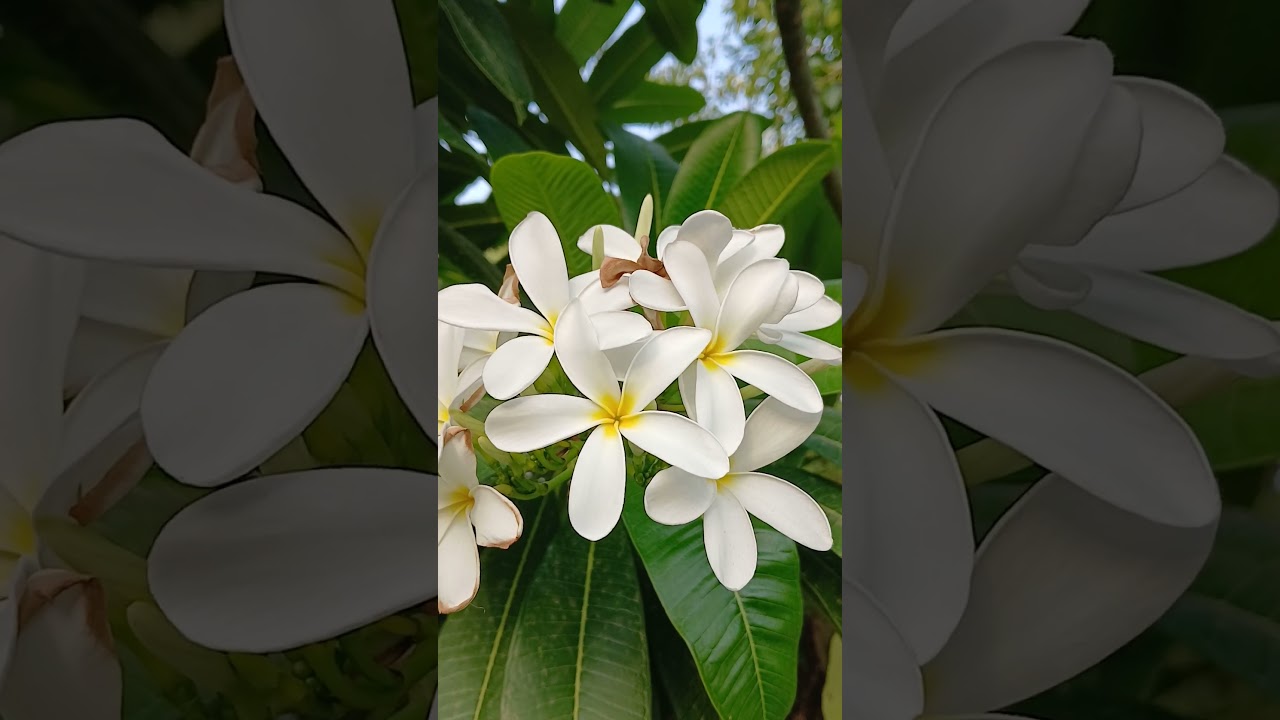 How to grow and Care Champa Plumeria plant 