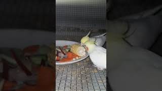 Cocktail Parrot Enjoying Soft Food | A N Birds-ANB | #shorts screenshot 4