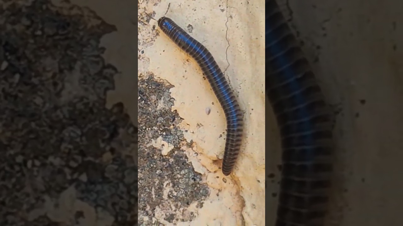 white-legged snake millipede(Cylindroiulus caeruleocinctus)mille-pattes,iule des jardinsألفية الأرجل