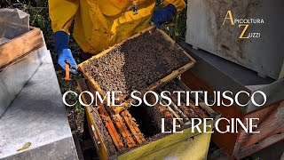 Apicoltura Come Sostituire Una Regina Vecchia In Primavera