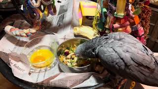 ADORABLE Parrot Gets Mad When He Doesn’t Have Eggshell Tries to Throw a Dish