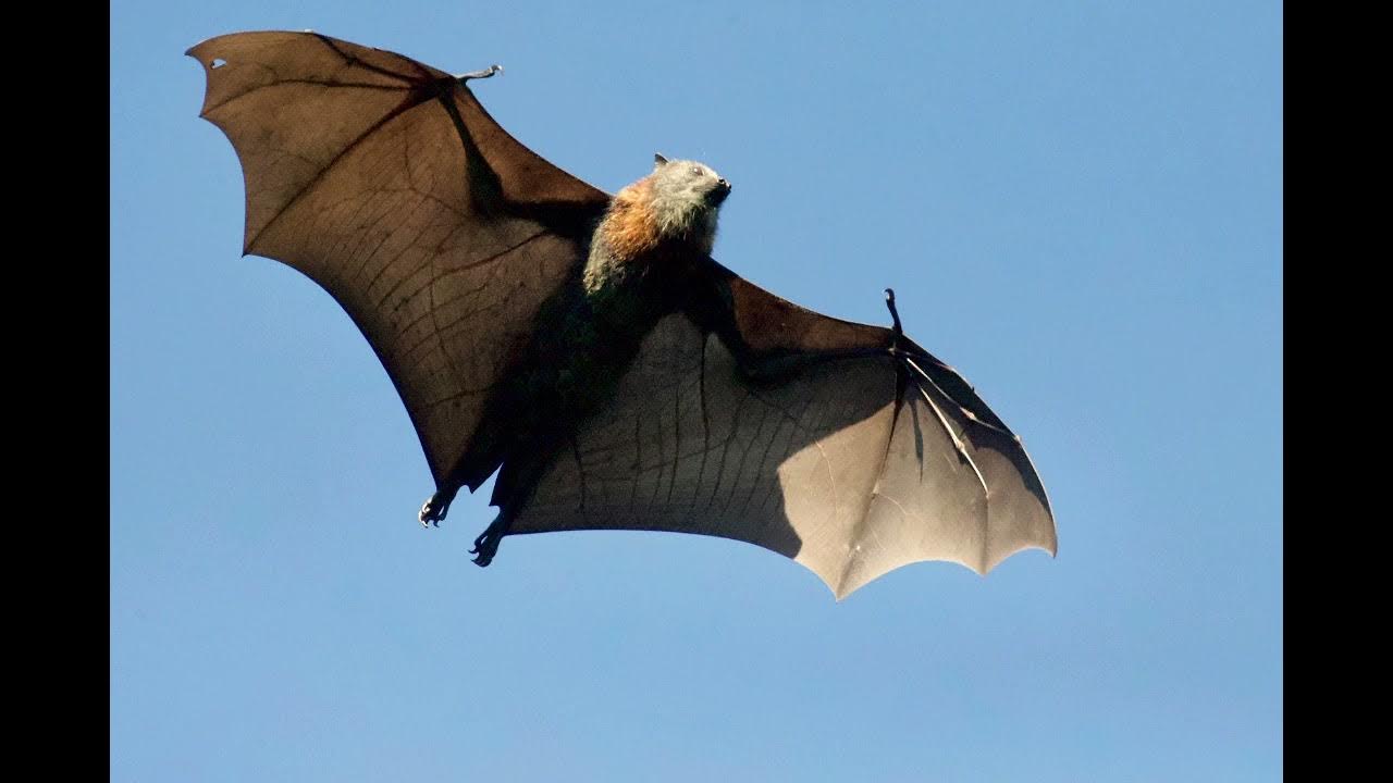 What do bats sound like? YouTube