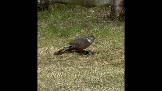 Sharp-shinned Hawk catching House Sparrow