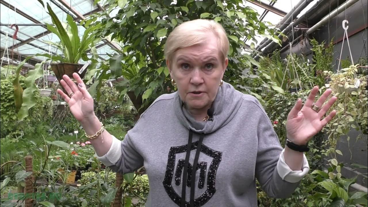 Бегонии декоративно-лиственные. - YouTube