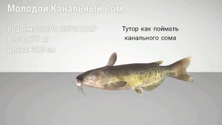Тутор как поймать канального сома в Fishing planet 