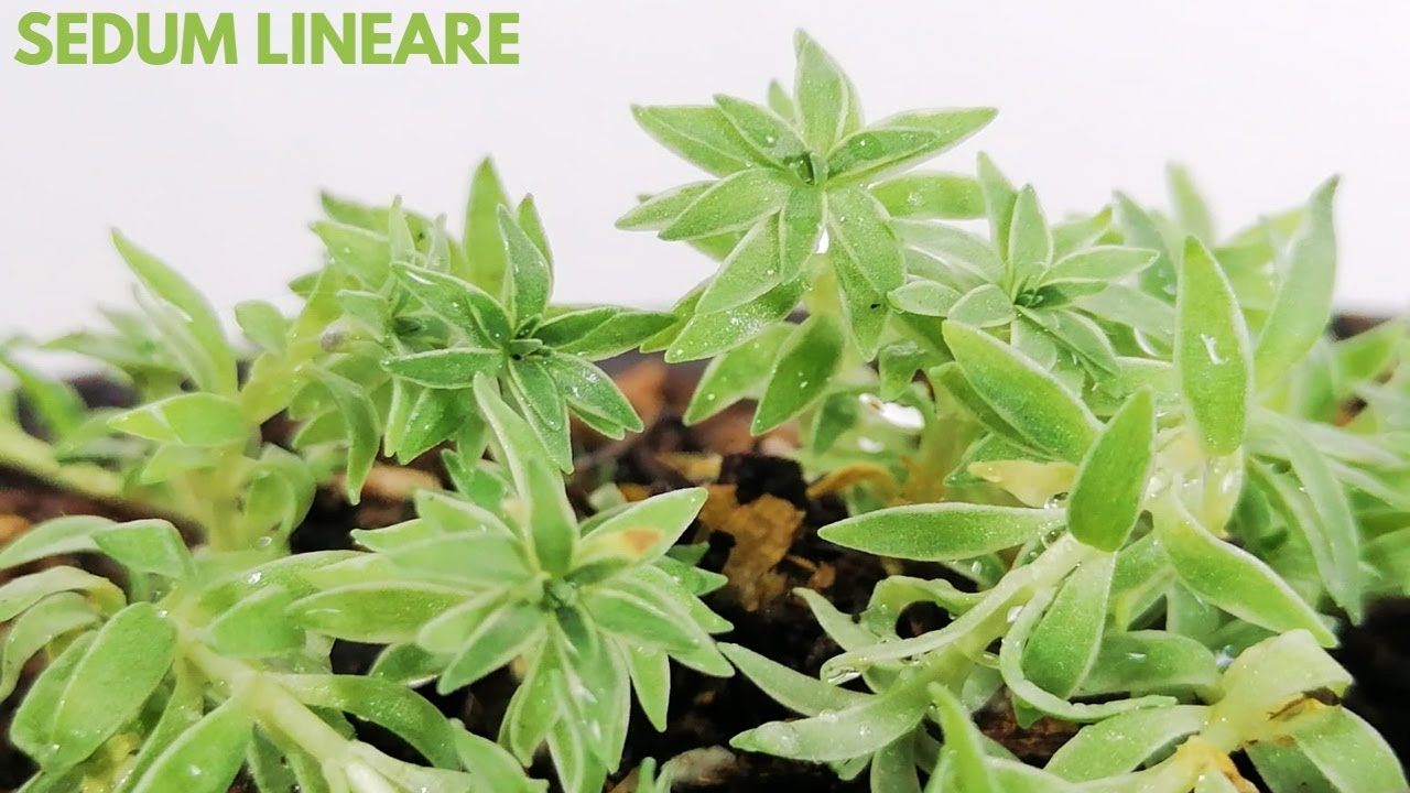 sedum lineare cuidados donsuculento