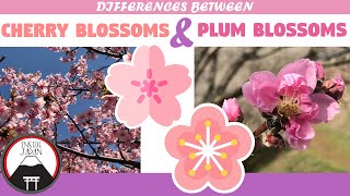 Differences Between Cherry Blossoms and Plum Blossoms - Flowers of Japan