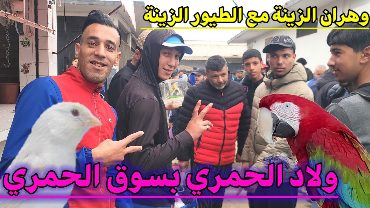 سوق الحمري وهران لبيع جميع أنواع الطيور : قناة Nacer TV تجولة بهذا السوق و جابلتكم جميع أسعار الطيور