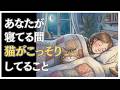 本能の隠された５つの習慣 あなたが寝てる間に猫がしてること#人類ねこ同盟 #猫のいる暮らし