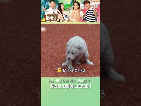 실례합니다~^^ 배변을 부르는 마성의 잔디 #TV동물농장