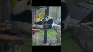 #panda #logistics #noon #amazon #ebay #etsy #shopify #wordpress #public #promo #coop #universal #n11