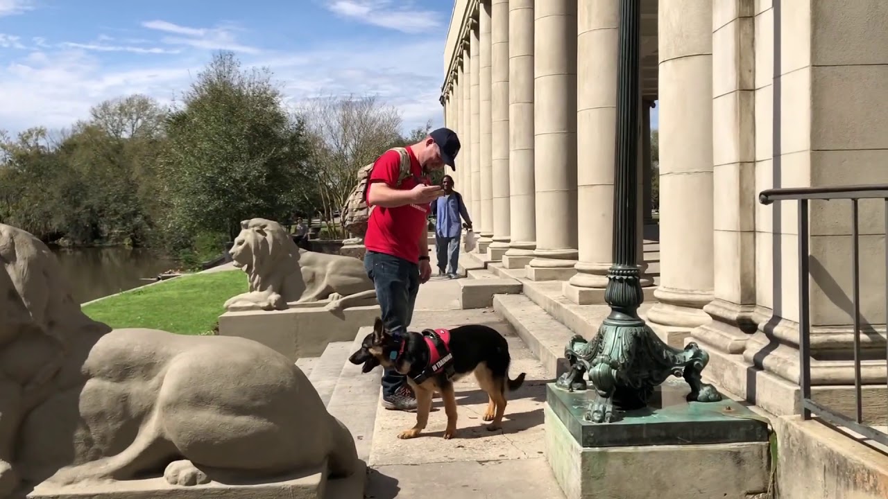 Kenya GSD Puppy Obedience Top Dog Training Academy Louisiana Louisiana Dog Trainer YouTube