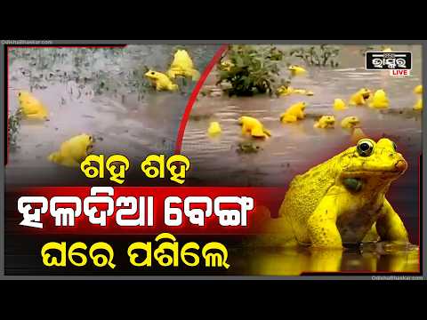 ଘରେ ପଶିଲେ ଶହ ଶହ ହଳଦିଆ ବେଙ୍ଗ, ବର୍ଷାରେ ଭିଜି ହଳଦି ଗୁରୁ ଗୁରୁ ବେଙ୍ଗକୁ ଦେଖିବାକୁ ଲାଗିଛି ଲୋକଙ୍କ ଭିଡ  I