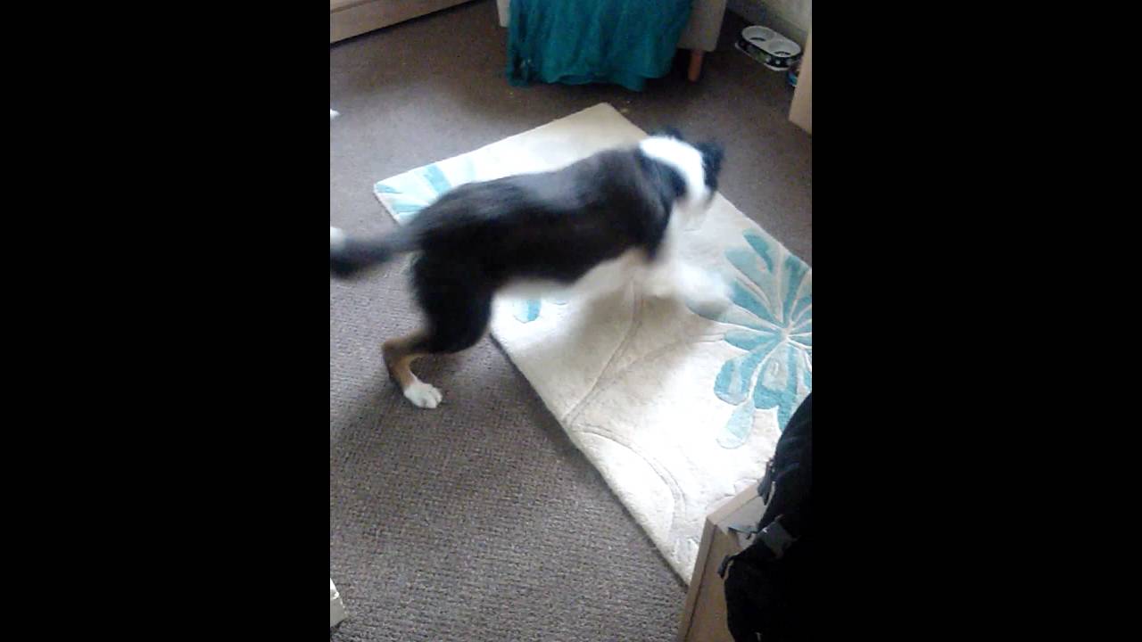 I thought it was only cats that chase lasers