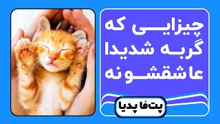 ده تا چیز که گربه ها عاشقشن | علایق گربه چیه و چی دوست داره؟ by Petfa 3,787 views 2 years ago 4 minutes, 43 seconds