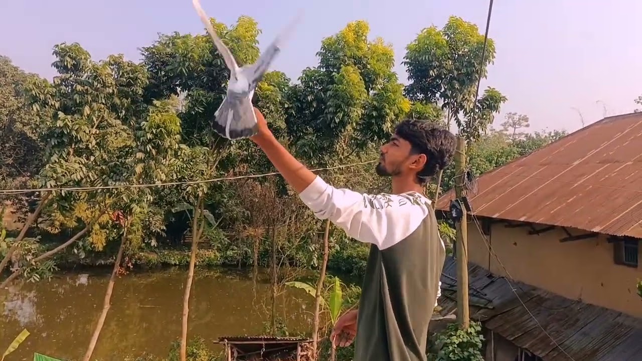 জনি ভায়ের রাজশাহীর সেরা ঘন বাজির কবুতর|| Joni vai|| Kabutor|| Rajshahi 