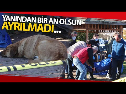 Beslediği Köpek, Evsiz Adamın Başından Bir An Bile Ayrılmadı...