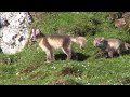 Arctic Fox Family Frolics in Svalbard