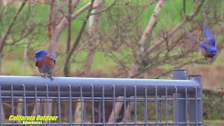 Western bluebird and Downy woodpecker