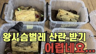 왕사슴벌레 이렇게 산란셋팅 하지마세요 (stag beetle クワガタ)