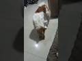 Frosty and beblad7#shorts #animals #funny #masti