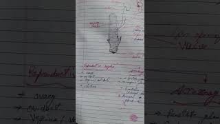 Female Reproductive system in Rabbit #biology #biologicofficial #song#viralshorts