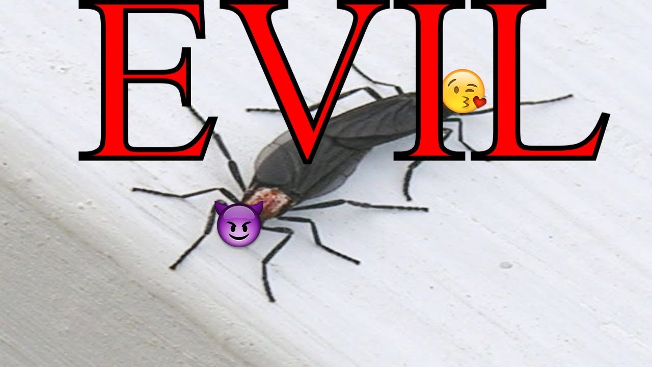 LOVEBUGS DONTCHA MEAN HATEBUGS YouTube