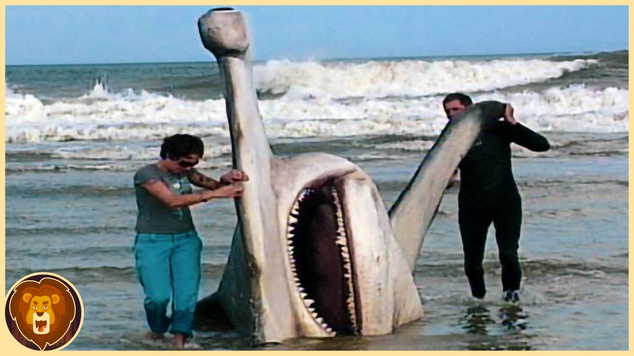 Die 12 größten Haie der Welt,