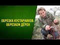 Обрезка кустарников  Обрезаем дёрен