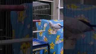 Top 10 funny videos for my Parrot