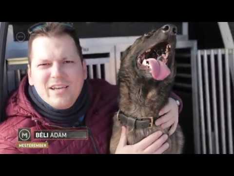 Videó: Ki Kutyavezető