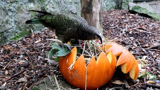 Kea Plays with Halloween Pumpkin at Paradise Park in Cornwall UK by Paradise Park and JungleBarn Cornwall 223 views 2 years ago 30 seconds