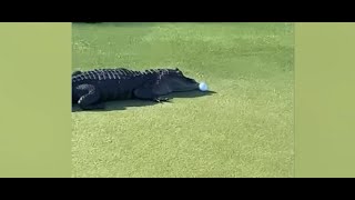 WATCH: Alligator takes man's golf ball on Florida course