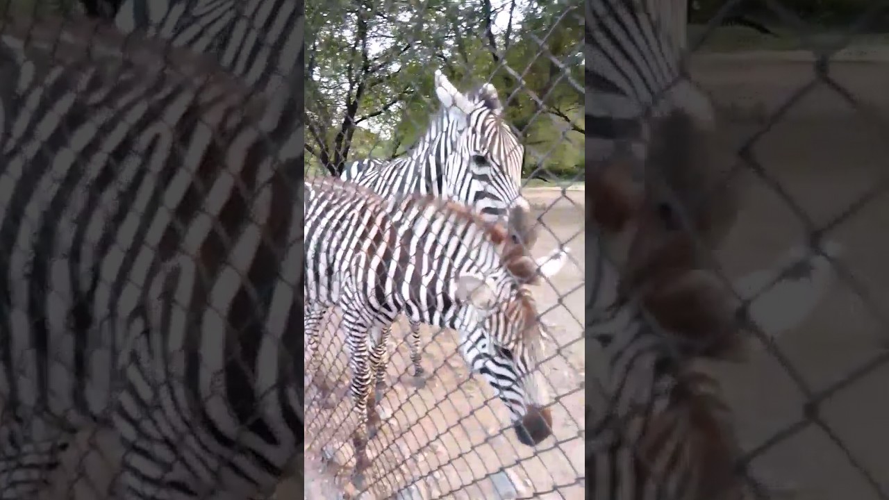 Rare Zebra 🦓 Play Footage: A Captivating Spectacle!