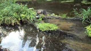 @ the river, Rayne jumping a log