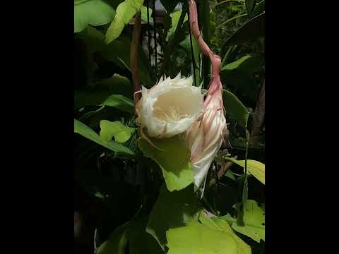 Queen Of The Night - Nocturnal Flowering Species- In Time Lapse Bloom