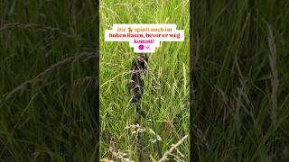 #rasenmähen #silage #naturzerstörung #katze #wildbienen #insektensterben #wildpflanzen #insekten