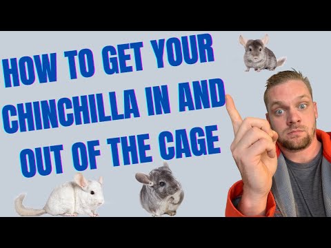 How To Get A Chinchilla In And Out Of The Cage: The Easiest Way Possible