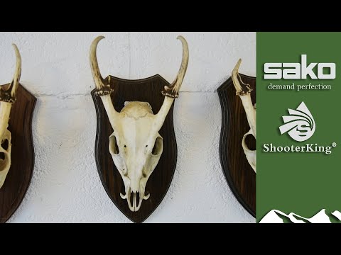 Como idade e medida muntjac